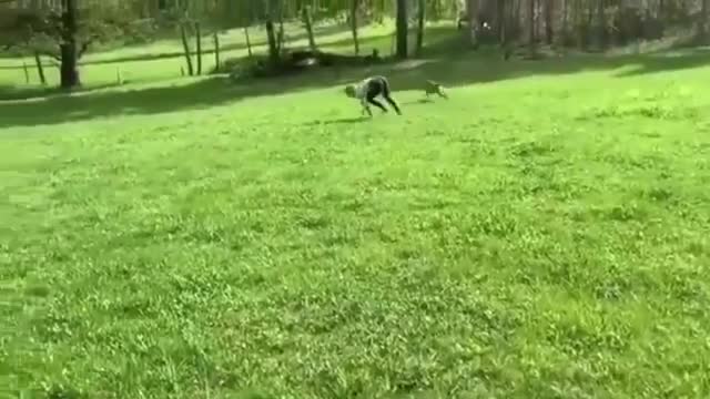 Funny animal videos 2021 Funny videos of people top (--13)