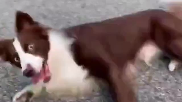 Dog training