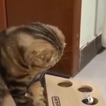 🤣 Funny Cats and 😻 Cats Awesome | Funny Pet Animals' Life 😇