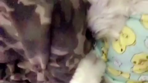 Dog sleeping with pajamas on
