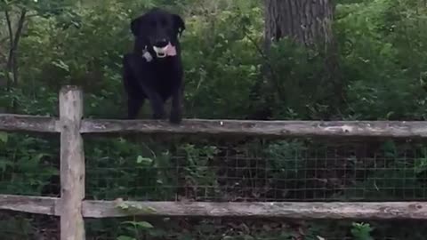 Black dog jumps over wooden fence in slow motion