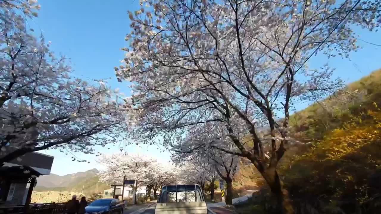 Cherry Blossom & forsythia