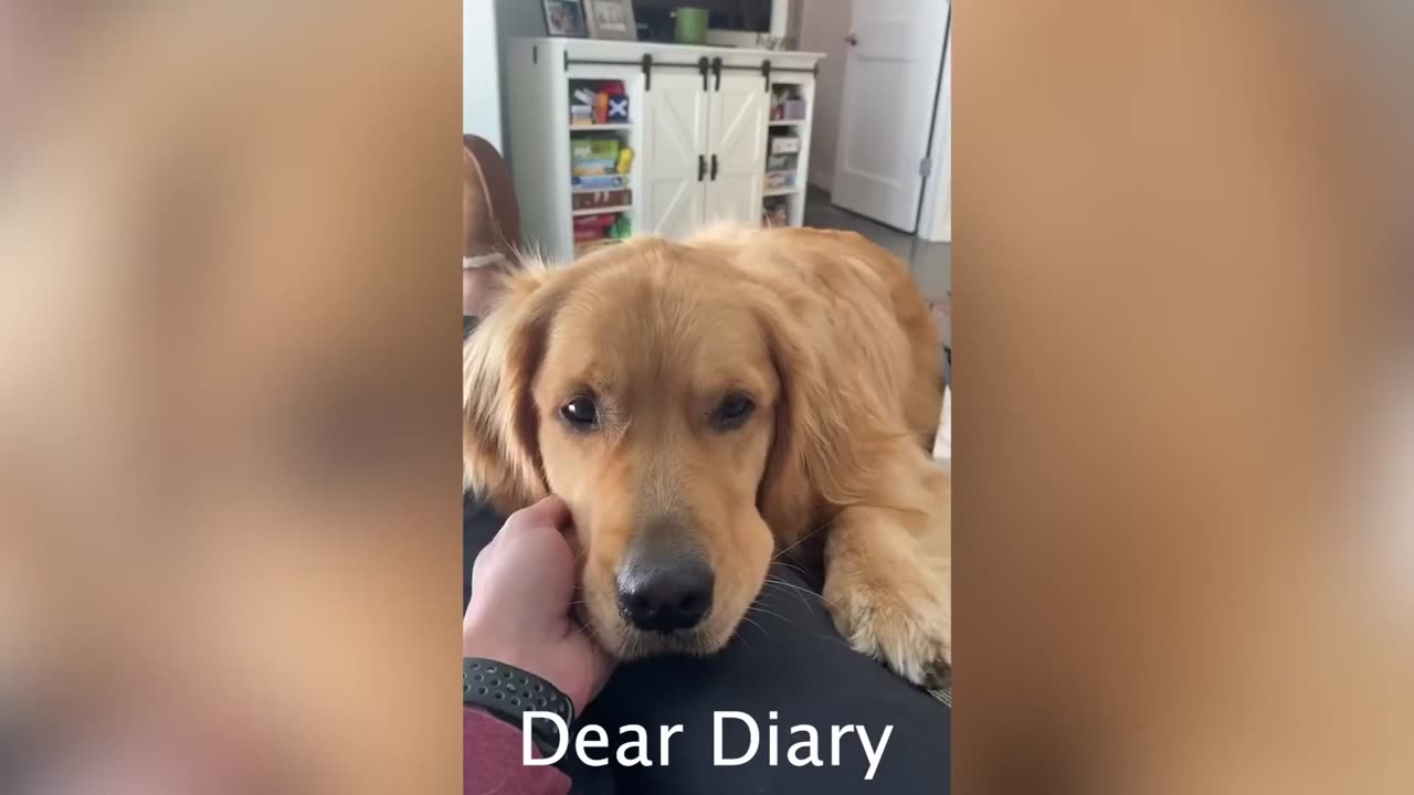 TikTok Greatest Hits Part 1 - Golden Retriever Life