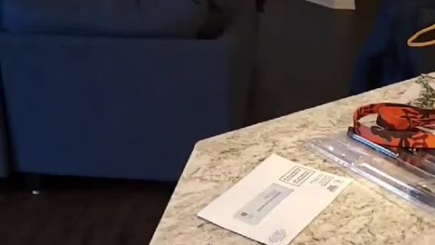 Doggy Stares Longingly at Chicken Strips