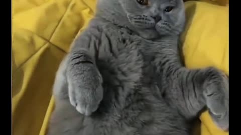 Kitten's round eyes look piercing