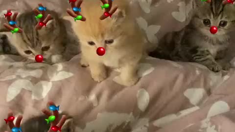 Cat turned into a Christmas tree