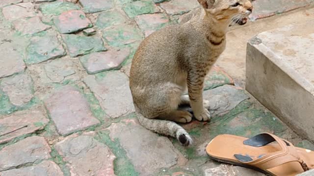 Baby Cats 🐕- Cute and Funny Cat 🐶Videos Compilation Animals