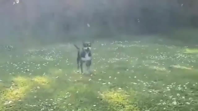 Very happy-go-lucky puppy