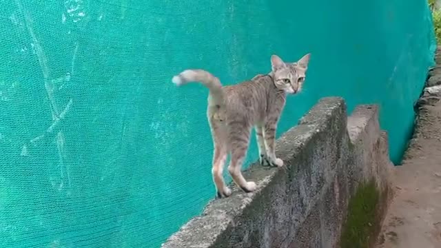 Cat videos