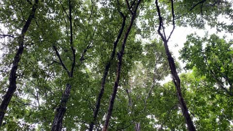 woodpecker in the woods