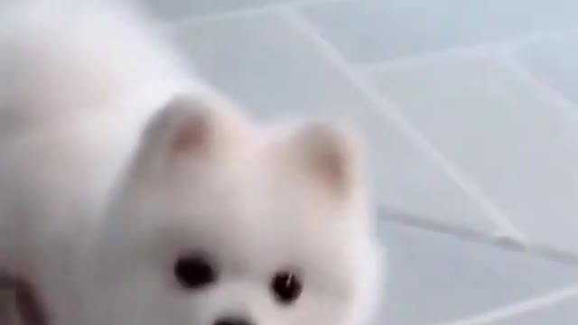 Cute baby dog dancing