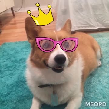 MSQRD Face Making Challenge w/ Corgi