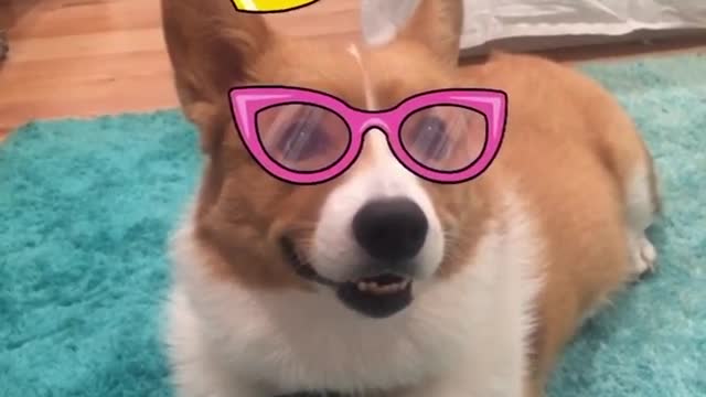 MSQRD Face Making Challenge w/ Corgi