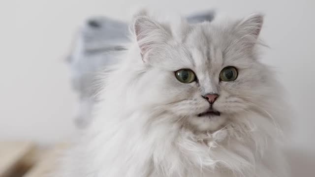 Beautiful Cat video