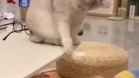 Family of small animals