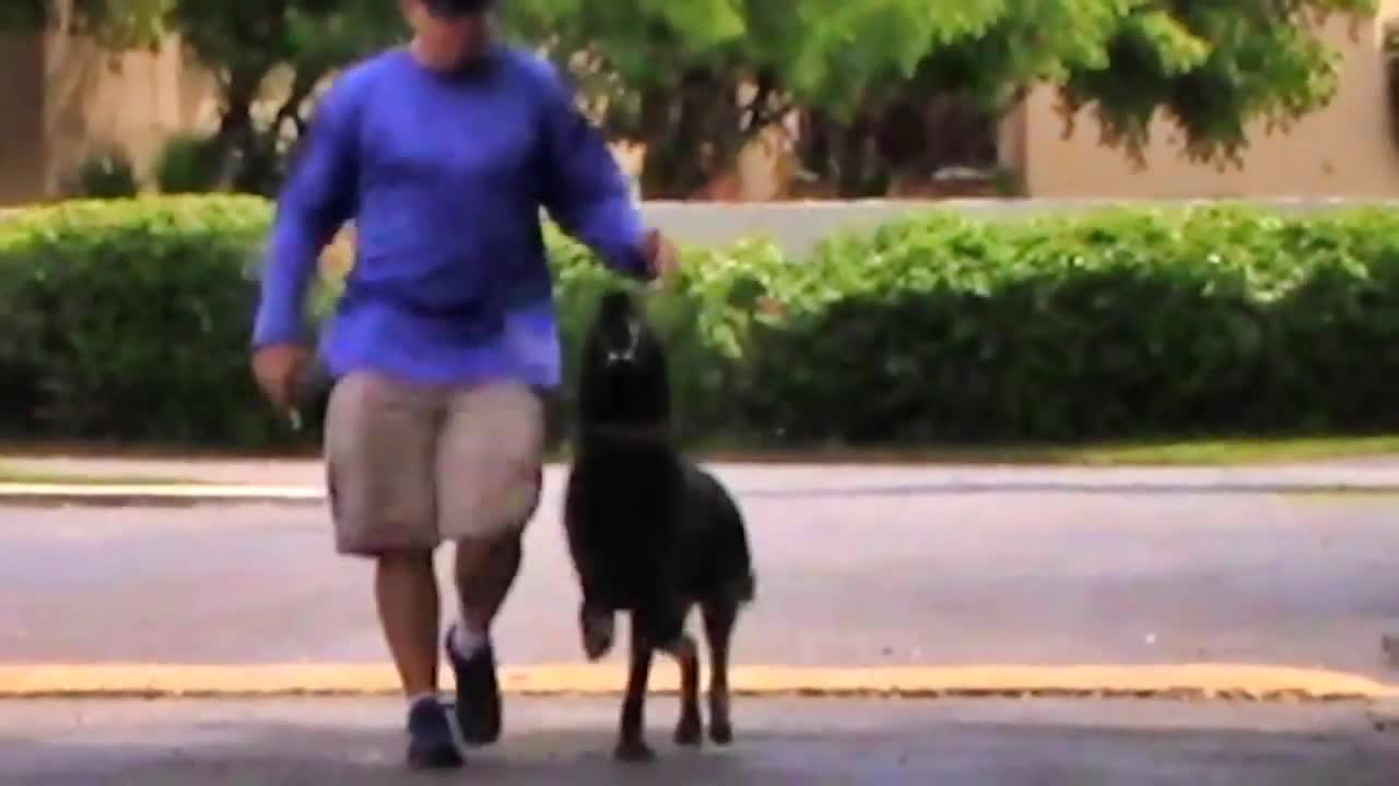 Labrador puppy Learning and performing training Commons dog showing All training skills