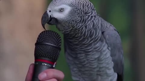 A parrot talking funny 🤣