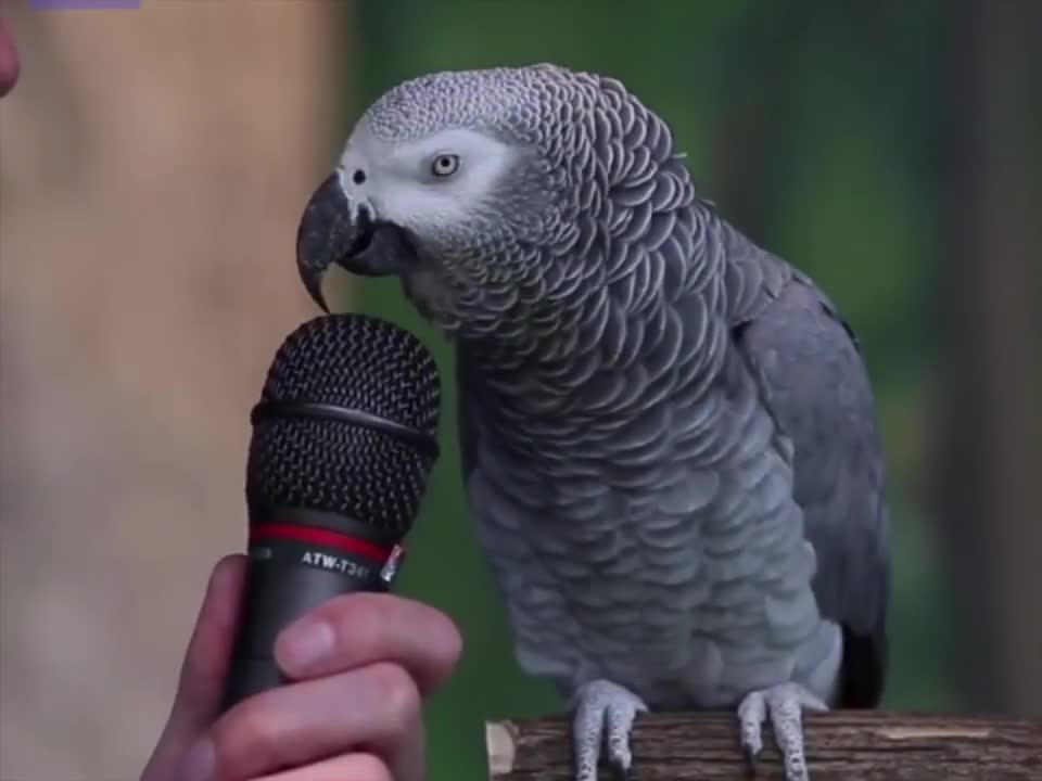 A parrot talking funny 🤣