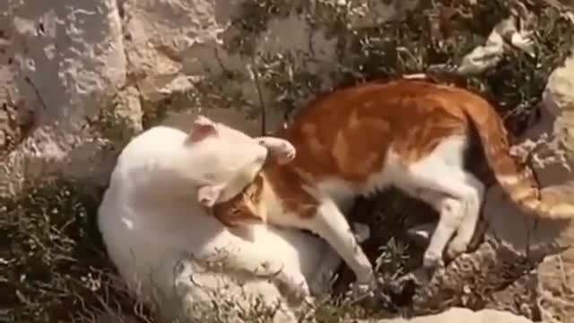 Romantic Couple Cats Laying in The Beach