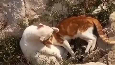 Romantic Couple Cats Laying in The Beach