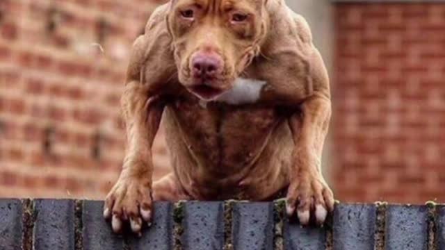 Pitbull dangerous dog VIDEO #SHORTS