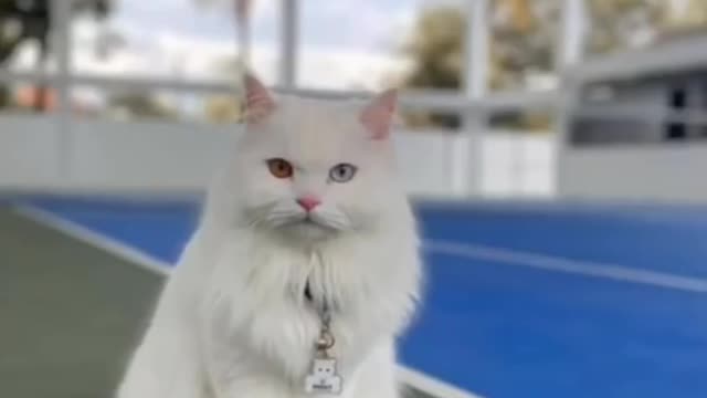 Kumpulan Kucing Lucu Gemesin Gemoy Video Tik tok Kucing Lucu Viral Terbaru