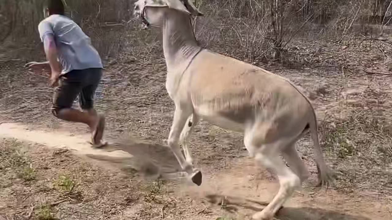 You Laugh You Lose Viral Funny Video Ever