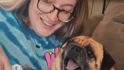 funny dog and woman