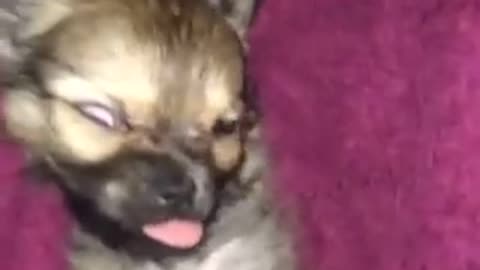 Dog making weird face asleep then waking up