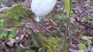 Lady's Slipper