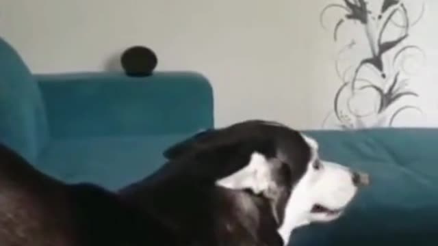 Funny pet video that will blow your mind