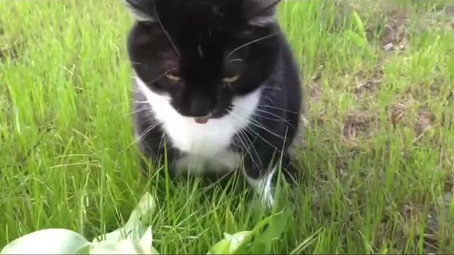 FUNNY CAT MEMES