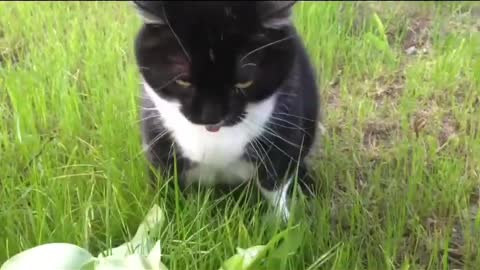 FUNNY CAT MEMES