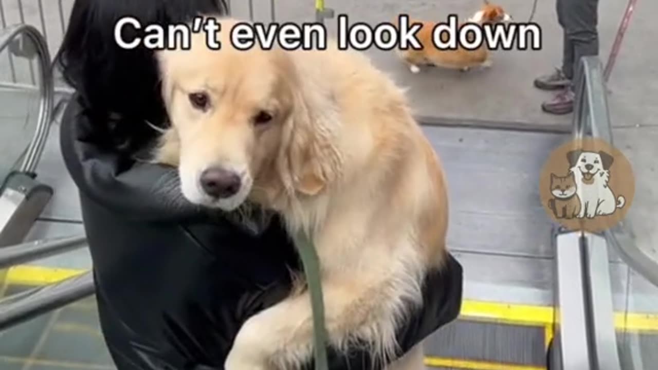Funny pets video 😂