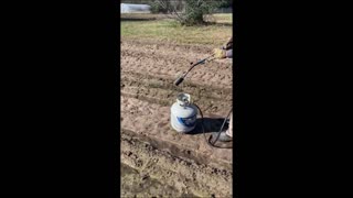 Sweet Corn Germination