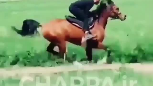 Horse Running training