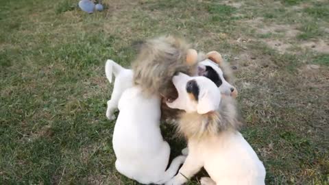 Jack Russell Terrier puppies dress up as lions