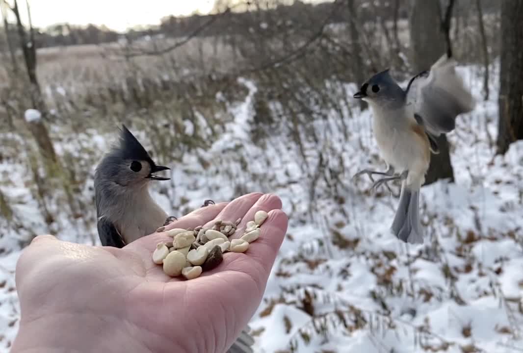 Hand-Feeding Birds in Slow Motion - The Tufted Titmouse.