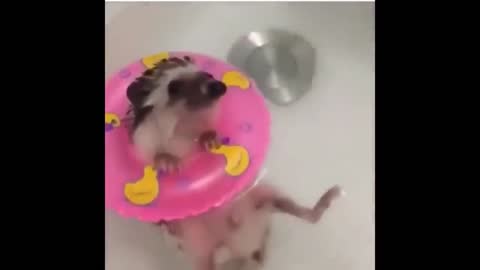 hedgehog in the pool