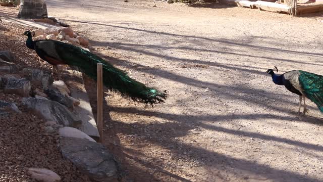 Peacocks running around in a farm.