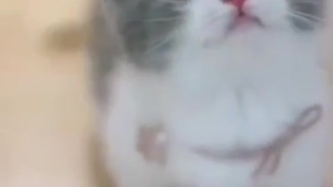 Cute cat video