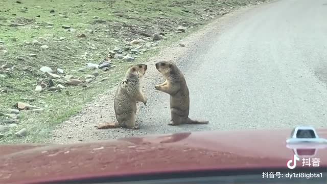 Funnest animal Awesome funny 😂😂😂😂 animal funny life videos cutes animals Ever
