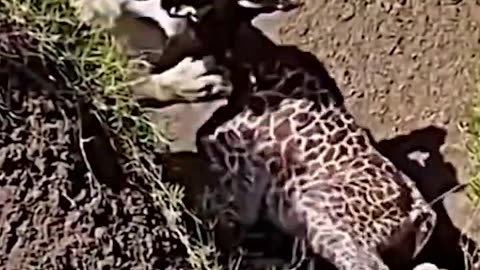 The Challenges of Being a Baby Giraffe in the Wild