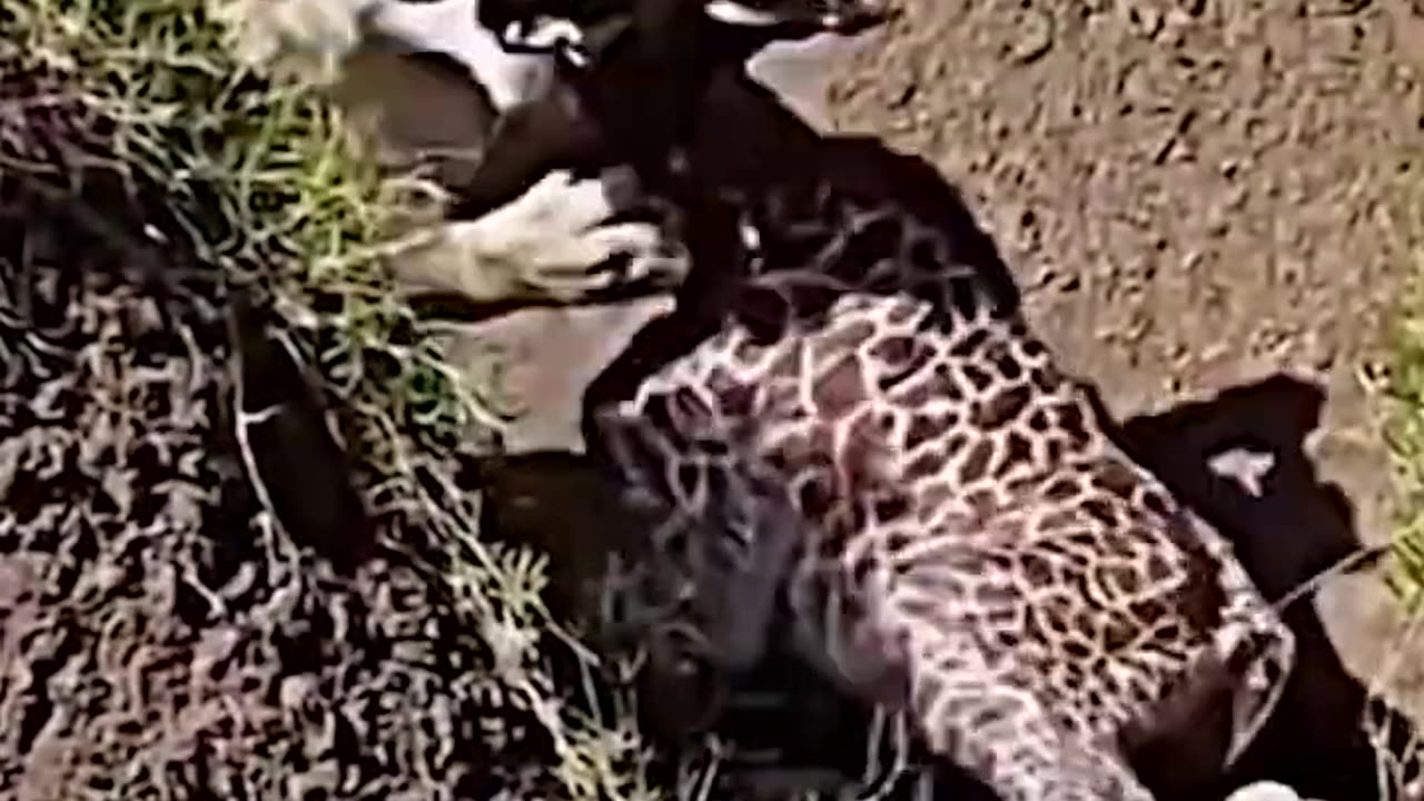 The Challenges of Being a Baby Giraffe in the Wild