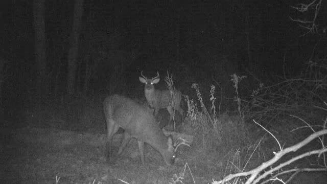 Large 7 point buck feeding while 8 point patiently waits his turn