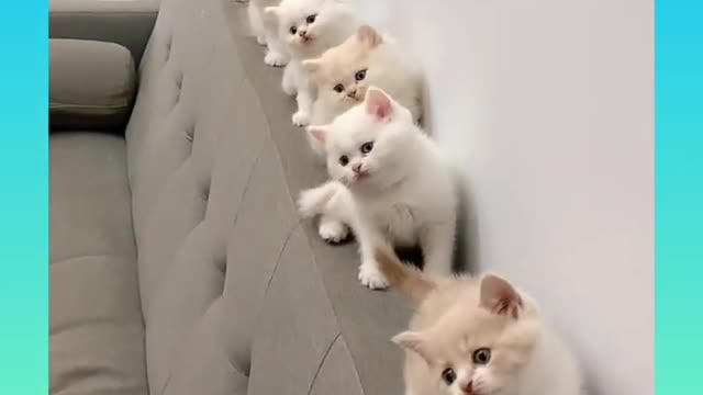 Cute cats in a row on stairs