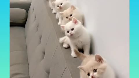 Cute cats in a row on stairs