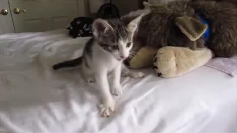 Kitten spits when it gets too excited