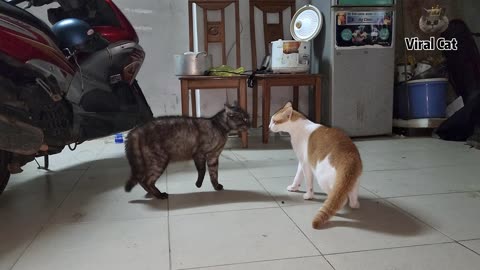 😂 LAUGH Non-Stop With These Funny Cats 😹 - Funniest Cats Expression Video 😇 - Funny Cats Life