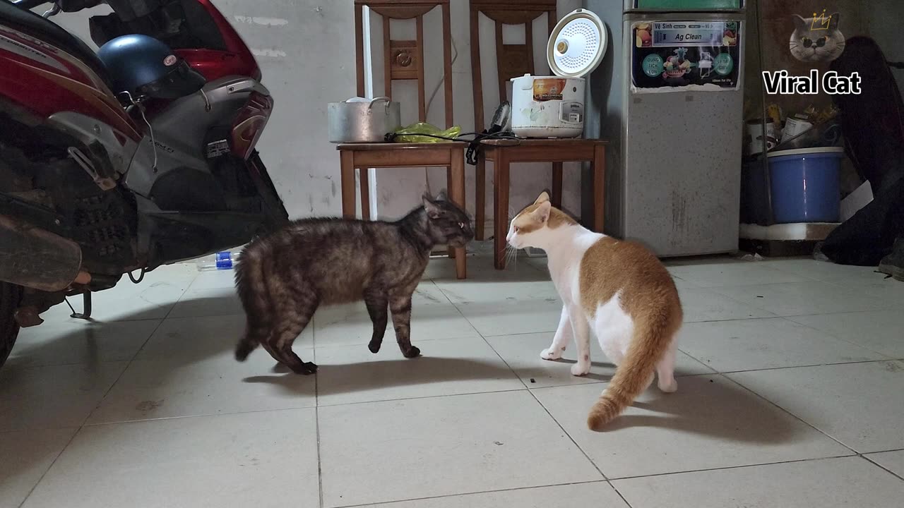 😂 LAUGH Non-Stop With These Funny Cats 😹 - Funniest Cats Expression Video 😇 - Funny Cats Life